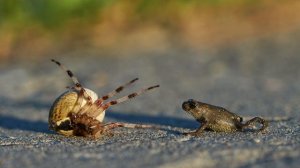 Истории из живой природы. Макро съемка.