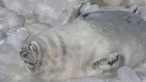 Балтийская кольчатая нерпа   印鑑-シール