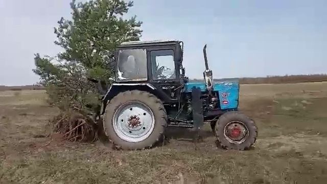 Корчеватель тракторный фронтальный работа с деревом