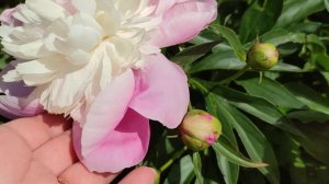 Пион молочноцветковый "Боул оф Бьюти" (Paeonia lactiflora Bowl of Beauty)