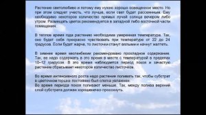 Мюленбекия