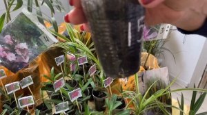 ВЫСТАВКА ЦВЕТОВ В НОВОРОССИЙСКЕ В ДЕКАБРЕ///КОМНАТНЫЕ РАСТЕНИЯ УХОД