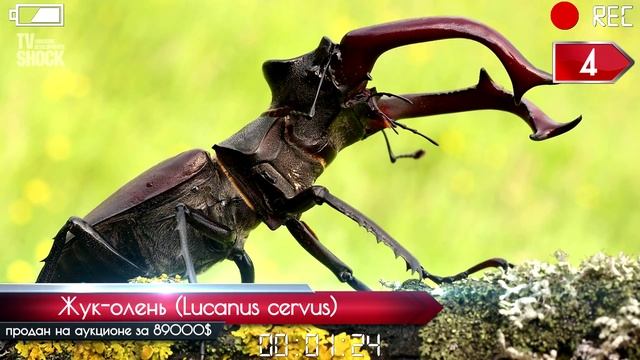 ТОП 10 - САМЫХ ДОРОГИХ ДОМАШНИХ ЖИВОТНЫХ смотреть онлайн