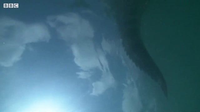Факты про крокодилов о которых вы не знали