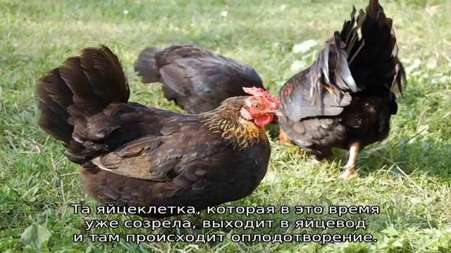 Как петух оплодотворяет курицу