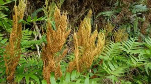 Flowering fern