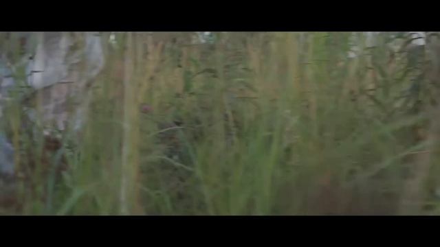 Сбор трав для производства биодобавок смотреть онлайн