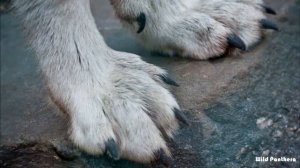 WOLF VS LEOPARD || Gray Wolf VS African Leopard Who Would Win