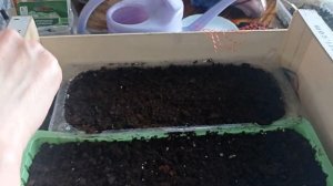 #лихнис ЛИХНИС ПОСАДКА #изсемян #посадка #цветыизсемян #многолетник #многолетниецветы