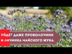 Вот почему я сею это растение на грядках осенью! Выгоняет всех вредителей и грибки! Фацелия сидерат