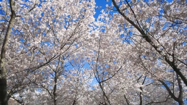 2 hours of soothing music смотреть онлайн