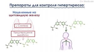 Гипертиреоз обзорно: механизм развития, основные симптомы, принципы лечения