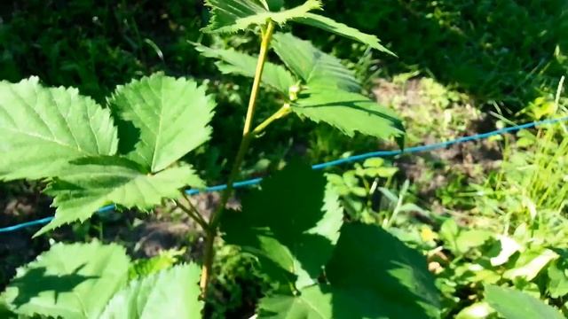 Сорта ежевики для себя. смотреть онлайн