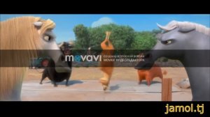 лошади против быков