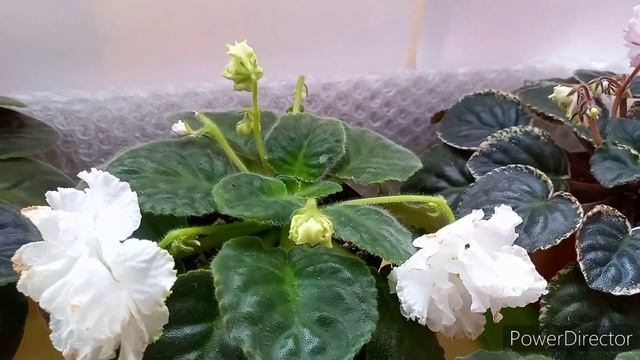 ЦВЕТУЩИЕ ФИАЛКИ! Фиалки Январь 2022, Обзор. Снова цветут!!!//#Africanviolets