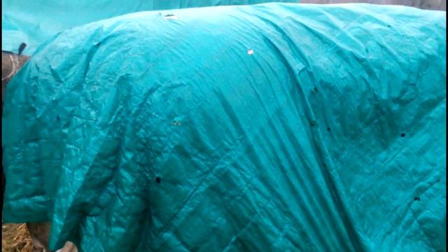 мыши съели пол дома и добрались до машины