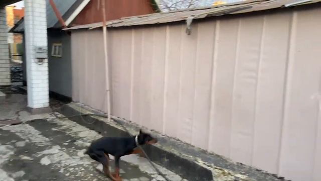 Доберман команда "ВЗЯТЬ" смотреть онлайн