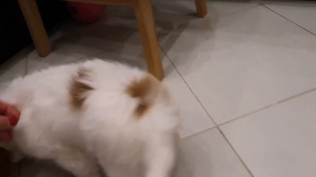 Щенок кавалера Amore et Fide Guardian Angel смотреть онлайн