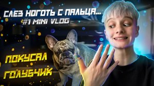 СЛЕЗ НОГОТЬ С ПАЛЬЦА / ПОКУСАЛА  СОБАКА // #1 MINI VLOG