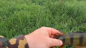 ЛОВИМ ОГРОМНУЮ ПЛОТВУ НА ЭКРАНЫ. Удачная рыбалка на экраны-телевизоры.