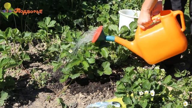 Уход за ягодными кустарниками смотреть онлайн