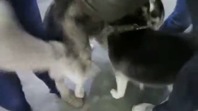 Какие драки у хасок смотреть онлайн