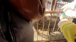 Правда о Зоопарке двенадцать месяцев!!. Волки овцы .И много диких кошек. зоопарк12месяцев.