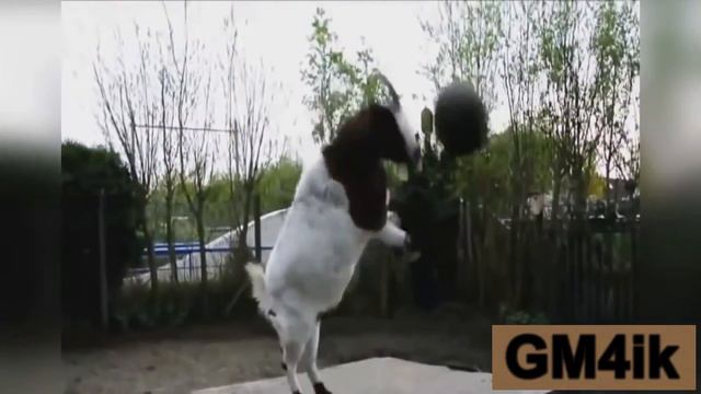 Супер Коза и мяч смотреть онлайн