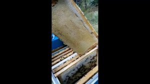 Сбор мёда, белая акация. Цимлянский заказник.