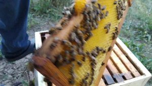 Как там поживает матка кордован от Сергея Лукинцова?