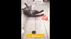 НЕПРЕДСКАЗУЕМАЯ РЕАКЦИЯ кошек и собак на разрезание торта