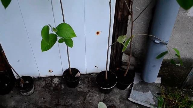 Аннона Черимоя 3 года