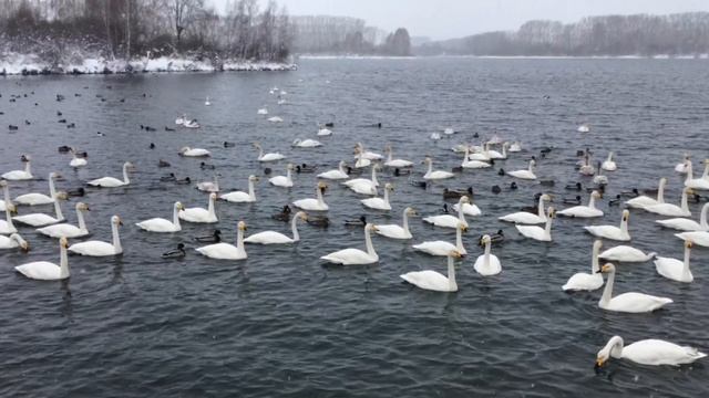 Лебединое озеро, Советский район, Алтайский Край, Лебединый заказник. смотреть онлайн