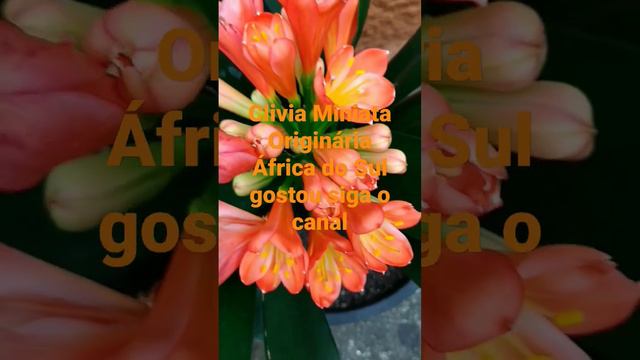 Clivia miniata