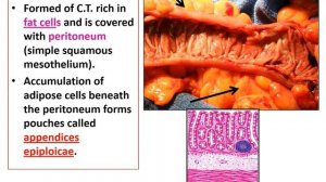 MED Level2 GIT Large intestine 9/3/2021