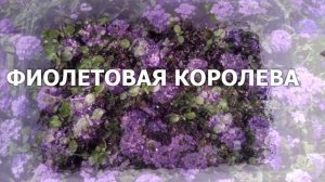 Сеем Алиссум в декабре. УДачный клуб