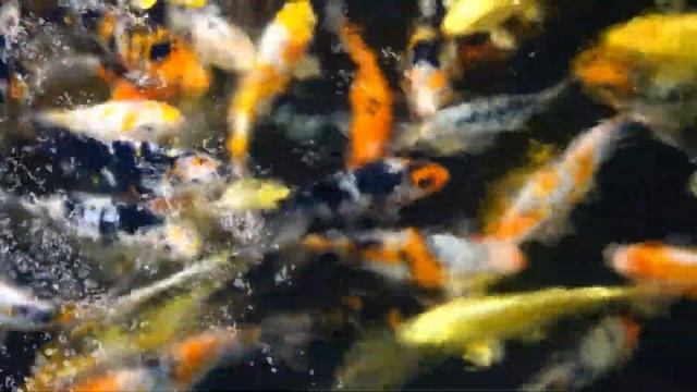 Большой разговор о карпах кои. Разговор с Георгием с канала "Raritetplants"