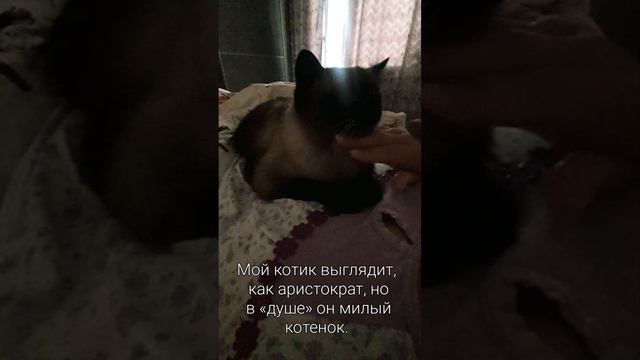 Котик любит ласку и урчит от удовольствия.