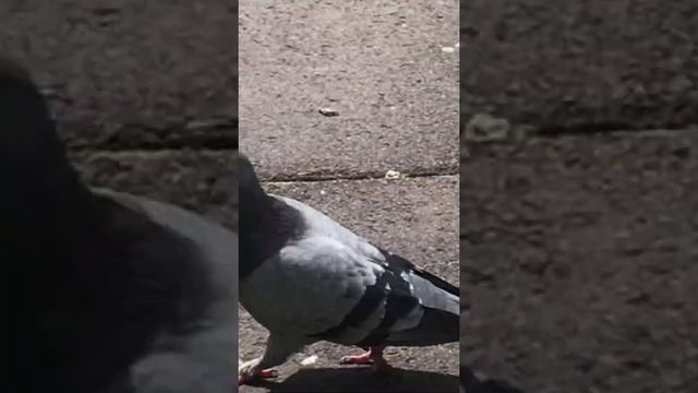 Розовый голубь смотрит в окно смотреть онлайн