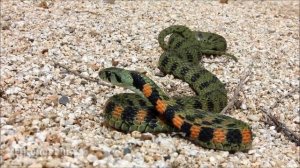 Змеи Приморского Края: тигровый уж (Rhabdophis tigrinus) tiger keelback