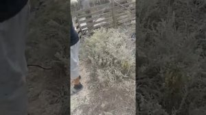 Купка овец от чесотки, клещей и пвразитов