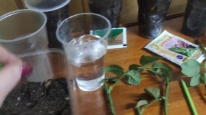 Осеннее черенкование роз в домашних условиях.Устраиваем тепличку на подоконнике.