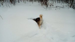 Смешная Хаски ныряет в снег