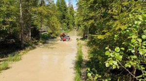 Затроил Стоковый стелс леопард в воде
