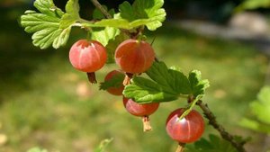 Когда и как правильно обрезать крыжовник осенью