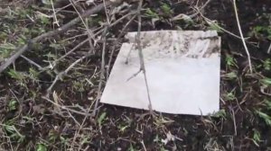 Калина. Размножение отводком