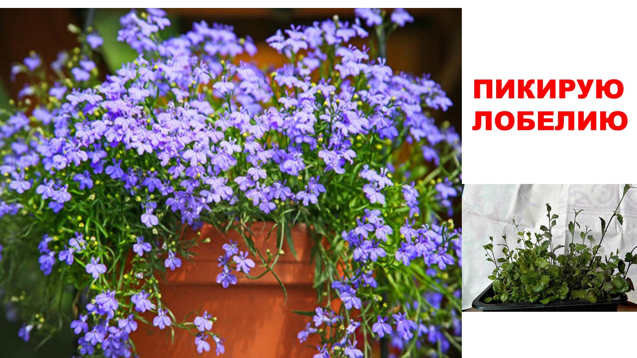 Пикирую лобелию