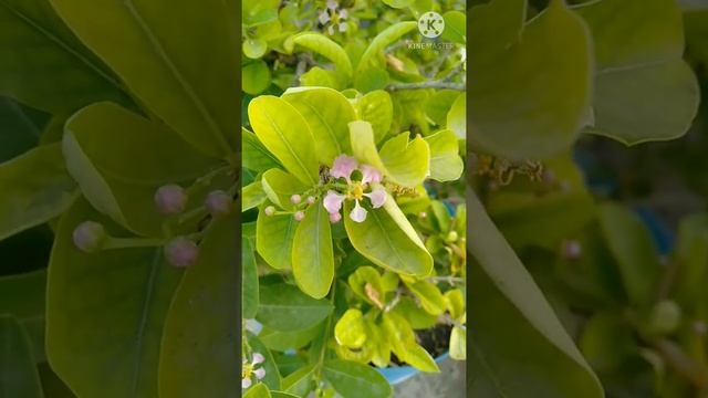 Cherries In My Terrace Garden - Cherry Plant #Shorts #Cherry