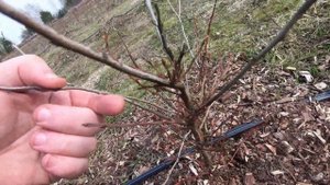 Самый мощный сорт голубики