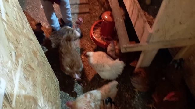 Почему дети любят кур / Сделай своими руками смотреть онлайн